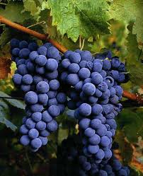 Винный тур douro1